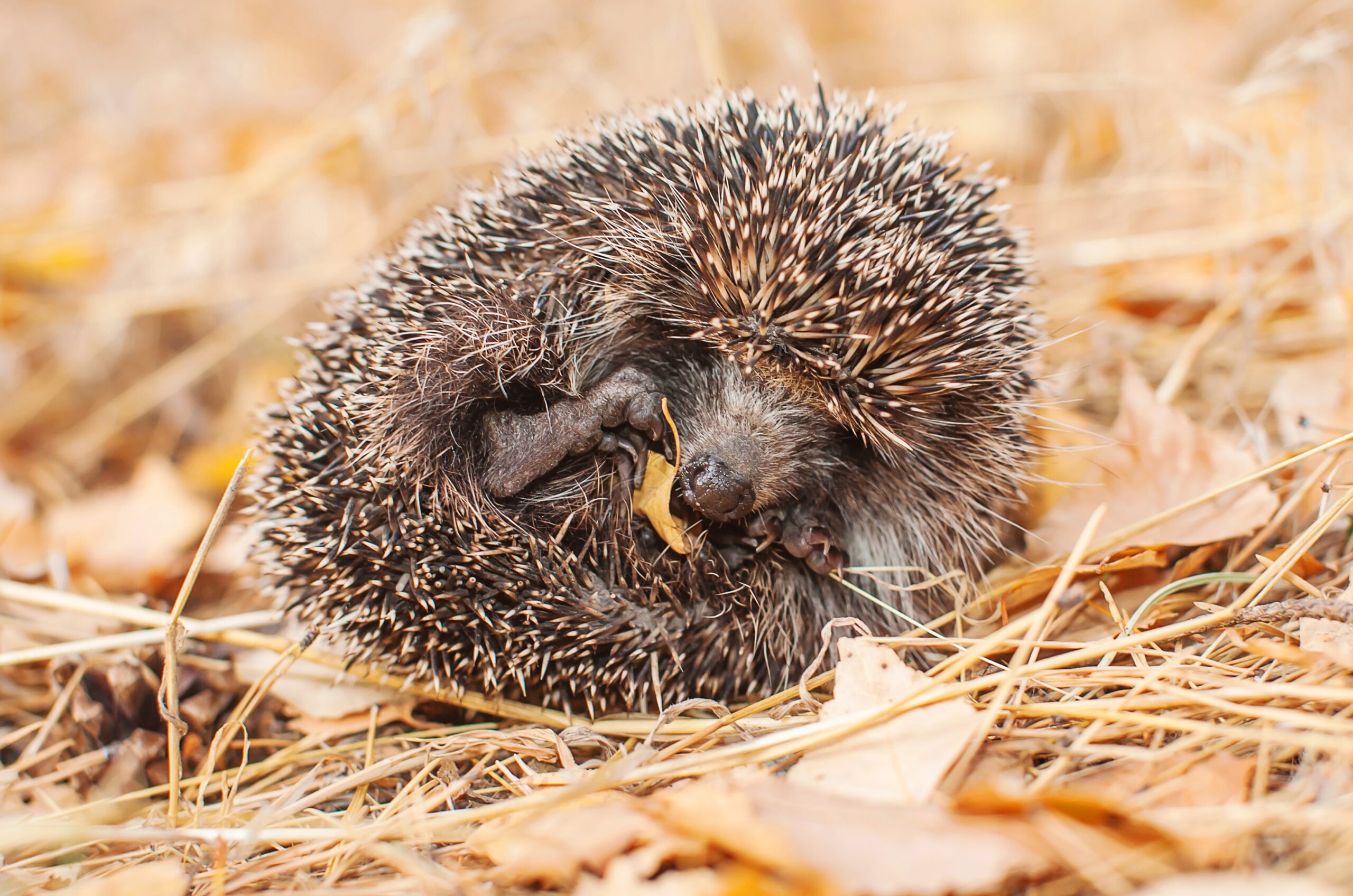 Mediation bij re-integratie