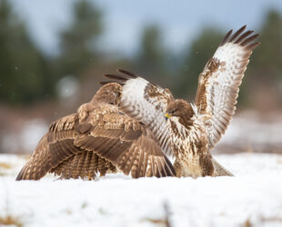mediation binnen gemeenten, provincies en waterschappen