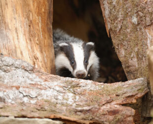 Wanneer gelijk krijgen belangrijker wordt dan eruit komen