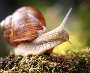 Maximale huurverhoging 2026